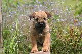 BORDER TERRIER 180